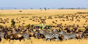 4 Tips Wisata Safari di Afrika